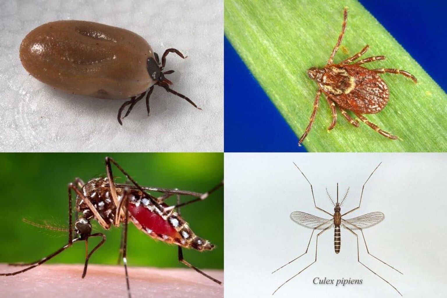 Flea, Tick & Mosquito Control Services | Mitchells Pest Control